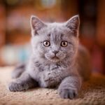 Антон Романов